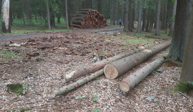 Zloděj ukradl z lesa vytěžené dřevo. Škoda přesáhla 270 tisíc korun