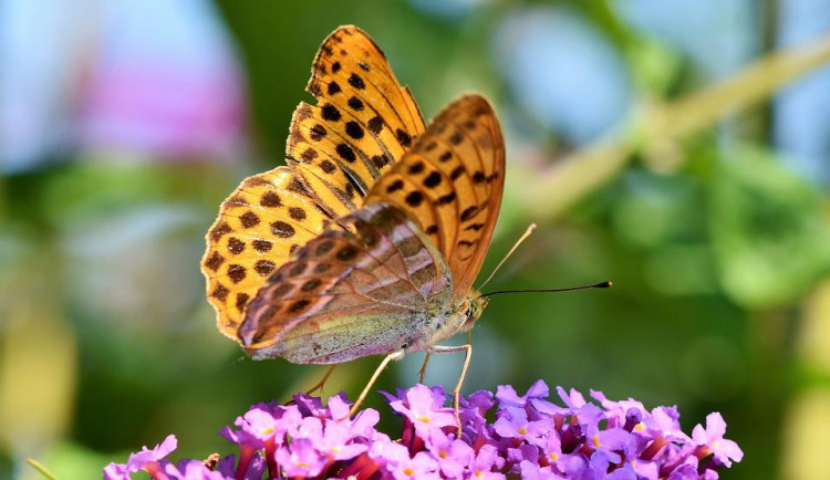 Vědkyně: Výzkum krajiny, kde žili motýli před miliony let, pomůže jejich ochraně