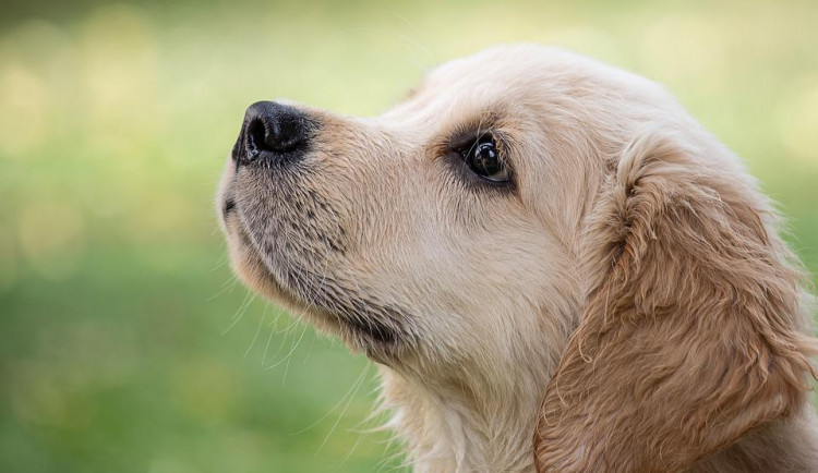 Psi zřejmě instinktivně poznají, zda jsou k nim lidé laskaví, tvrdí studie