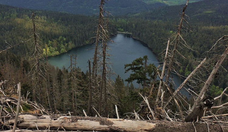 Lesníci těží u Černého a Čertova jezera stromy napadené kůrovcem, turistům doporučují změnu trasy