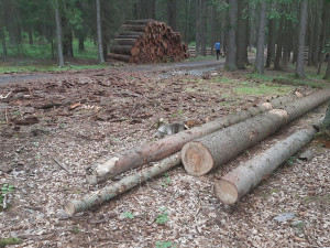 Zloděj ukradl z lesa vytěžené dřevo. Škoda přesáhla 270 tisíc korun