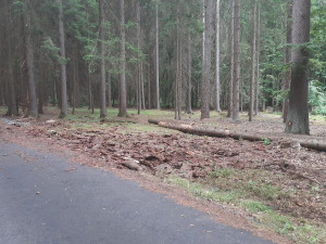 Zloděj ukradl z lesa vytěžené dřevo. Škoda přesáhla 270 tisíc korun