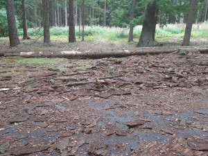 Zloděj ukradl z lesa vytěžené dřevo. Škoda přesáhla 270 tisíc korun