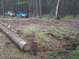 Zloděj ukradl z lesa vytěžené dřevo. Škoda přesáhla 270 tisíc korun