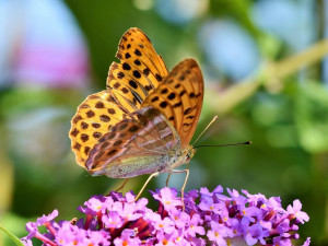 Vědkyně: Výzkum krajiny, kde žili motýli před miliony let, pomůže jejich ochraně