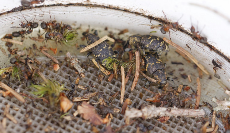 Klikorohové v pasti.