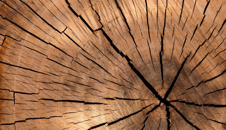 Ukradl dřevo za 600 tisíc. Teď mu hrozí až pětiletý trest