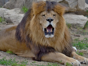 Táborský lev Simba oslavil dvanáctiny. Ve výběhu žije se lvicí Luenou