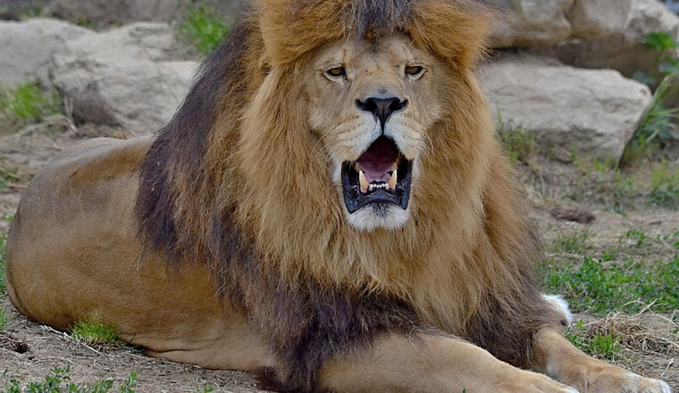 Lev Simba z táborské zoo oslavil dvanáctiny. Ve výběhu žije se lvicí Luenou