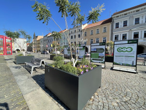 Stromy na náměstí lidi baví. Uvítali by jich klidně víc