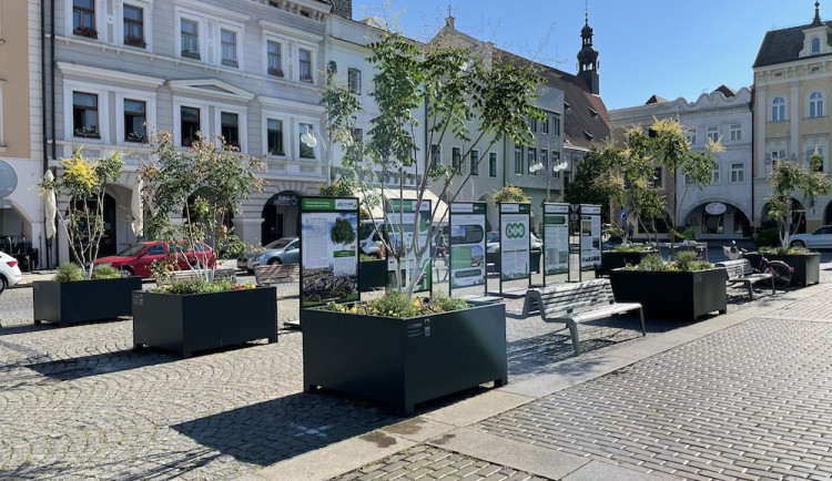 Stromy na náměstí lidi baví. Uvítali by jich klidně víc