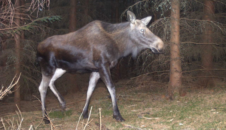 Na jihu Čech se po několika letech objevil los evropský
