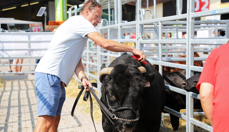 Karel Roden popularizuje evropské plemeno skotu s názvem Dexter.
