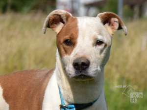 Zubožená fenka žila zamčená v malé garáži. Veterináři ji majitelům odebrali