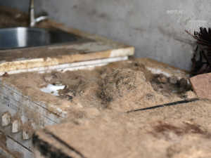 Zubožená fenka žila zamčená v malé garáži. Veterináři ji majitelům odebrali