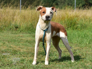 Zubožená fenka žila zamčená v malé garáži. Veterináři ji majitelům odebrali