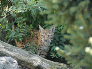 Dřevosochařské sympozium a děti do zoo zdarma. To je poslední prázdninový týden v Zoo Hluboká