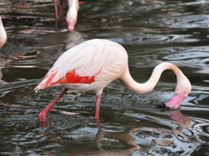 Dřevosochařské sympozium a děti do zoo zdarma. To je poslední prázdninový týden v Zoo Hluboká
