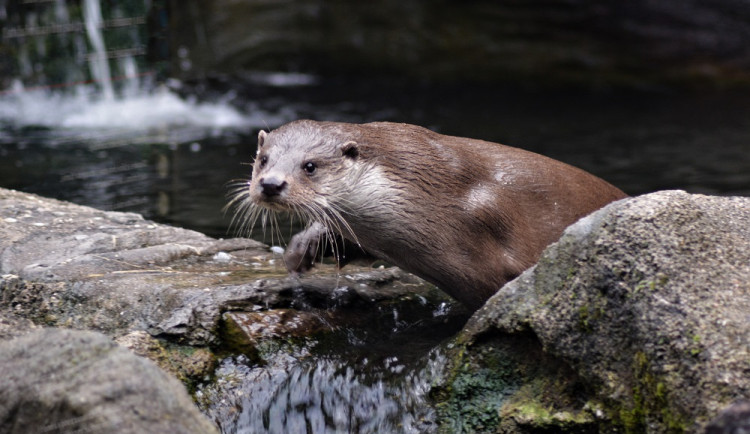 Dřevosochařské sympozium a děti do zoo zdarma. To je poslední prázdninový týden v Zoo Hluboká
