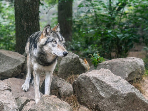 V Rakousku u hranic s Českem se toulají vlci, jejich výskyt řešilo ministerstvo