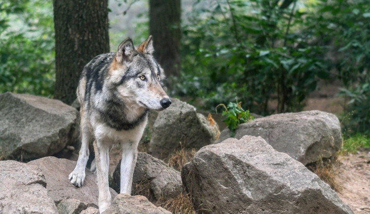 V Horním Rakousku u hranic s Českem se toulají vlci