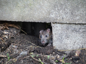 Na jednoho obyvatele Českých Budějovic připadá až pět potkanů