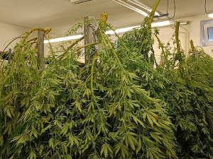 Policie odhalila na Českokrumlovsku několik pěstíren konopí. Zadrželi přes sto rostlin