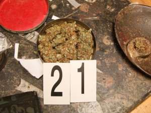 Policie odhalila na Českokrumlovsku několik pěstíren konopí. Zadrželi přes sto rostlin