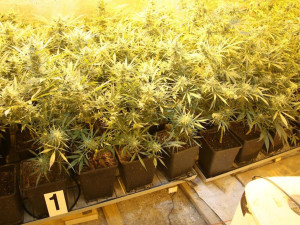 Policie odhalila na Českokrumlovsku několik pěstíren konopí. Zadrželi přes sto rostlin