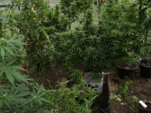 Policie odhalila na Českokrumlovsku několik pěstíren konopí. Zadrželi přes sto rostlin