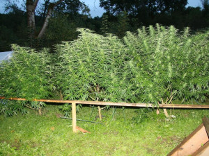 Policie odhalila na Českokrumlovsku několik pěstíren konopí. Zadrželi přes sto rostlin