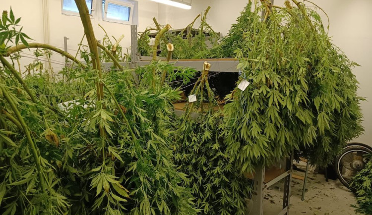 Policie odhalila na Českokrumlovsku několik pěstíren konopí. Zadrželi přes sto rostlin