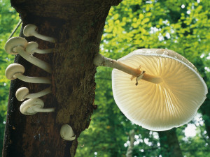 Rostou! Jihočeské muzeum zve na výstavu hub