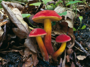 Rostou! Jihočeské muzeum zve na výstavu hub