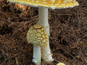 Rostou! Jihočeské muzeum zve na výstavu hub