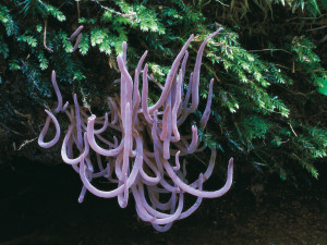 Rostou! Jihočeské muzeum zve na výstavu hub