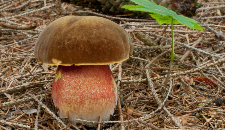 Rostou! Jihočeské muzeum zve na výstavu hub