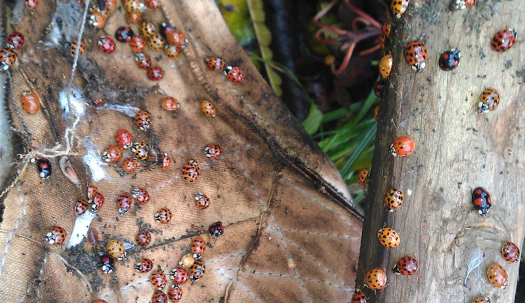 Na snímku jsou slunéčka východní.