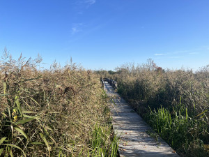 Kraj otevřel u Českobudějovických rybníků novou pozorovací věž