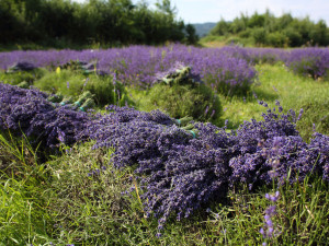 České Provence. Blahodárné účinky levandulí poznávají tisíce návštěvníků areálu kousek za Prahou