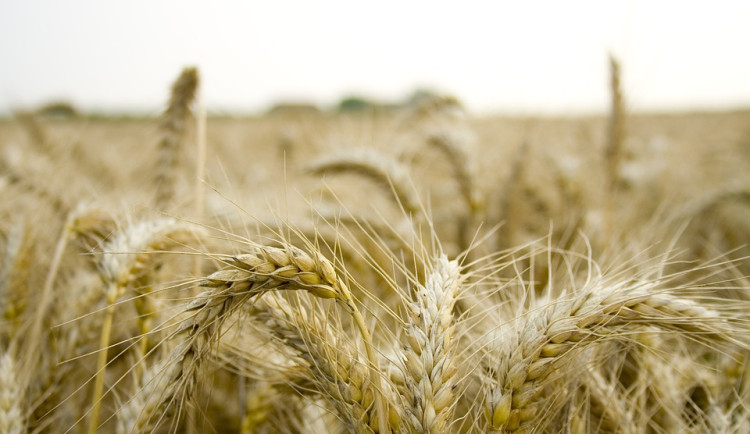 Úroda obilovin bude asi o pět procent vyšší než loni, méně bude brambor