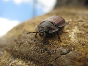 Kornatec velký se na Šumavě objevil po více než sto letech. Foto: Pavla Čížková