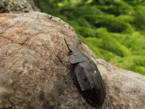 Kornatec velký obývá přirozené lesy na celé Šumavě, včetně Modravska, Prášilska i některých míst v CHKO Šumava. Foto Foto: Pavla Čížková