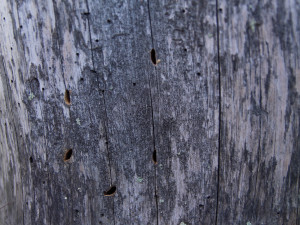 V jedné stojící souši se můžou vyvíjet desítky kornatců velkých. Foto: Pavla Čížková