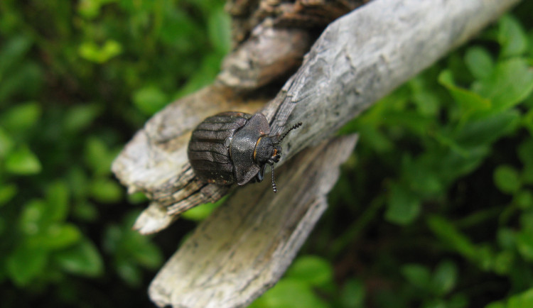 Na Šumavě žijí jedinců kornatce velkého. Nacházíme jak jeho výletové otvory, které potvrzují úspěšné rozmnožování, tak i dospělce. Foto: Pavel Bečka