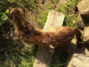 V maringotce žila žena a 40 koček. Zvířata byla vyhublá a zanedbaná