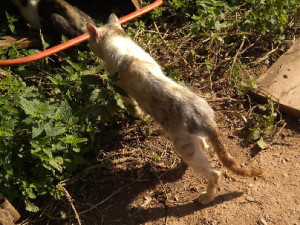 V maringotce žije žena a 40 koček. Zvířata jsou vyhublá a zanedbaná