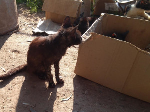 V maringotce žije žena a 40 koček. Zvířata jsou vyhublá a zanedbaná