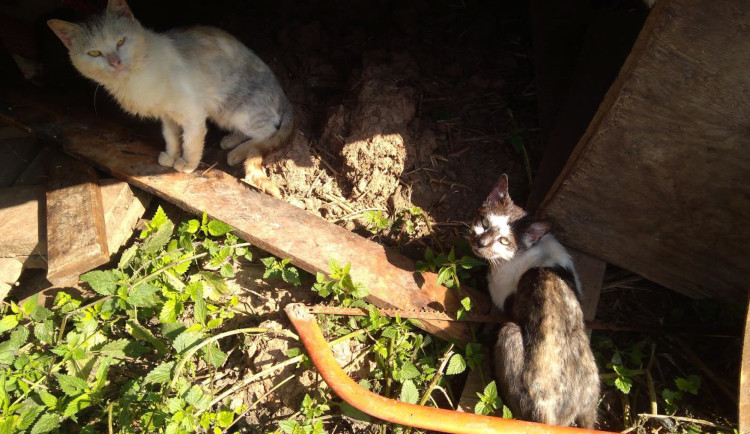 V maringotce žije žena a 40 koček. Zvířata jsou vyhublá a zanedbaná