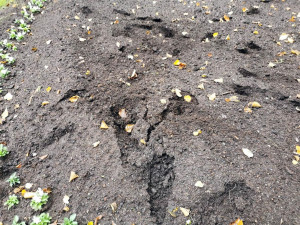 Zaměstnanci úřadu nechali vysázet tisíce květin. Vandalové je poškodili